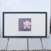 Picture of a blooming pink lotus in a black wooden frame
