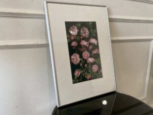 Picture of pink roses